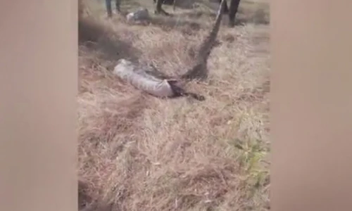 Video: Bắt sống trăn khổng lồ, ép nôn chó ra khỏi bụng