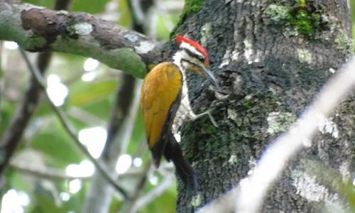 Vẻ đẹp của các loài động vật tại vườn quốc gia Cát Tiên