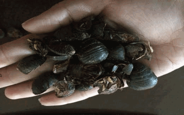 Loai con trung gom ghiec gia gan 300.000 dong/kg-Hinh-2