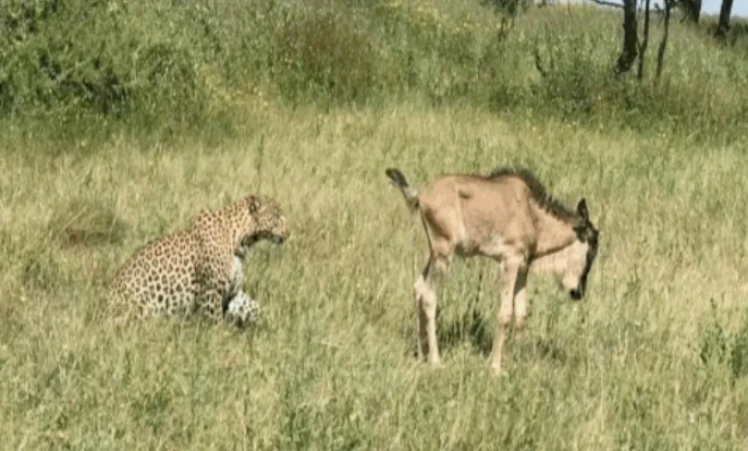 Video: Báo đốm bối rối vớ được linh dương non lạc mẹ