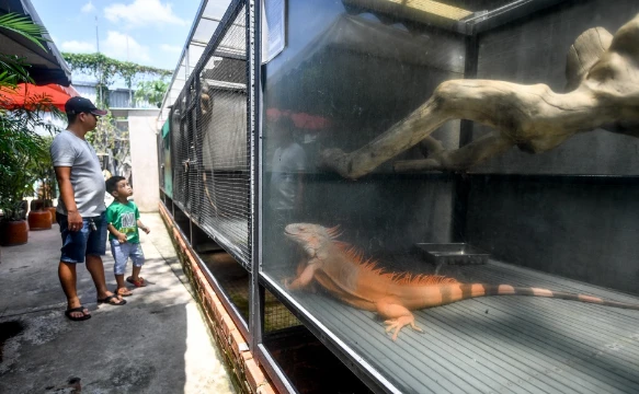 Quán cà phê cho khách chụp hình cùng rồng Nam Mỹ, cá sấu ở TP.HCM