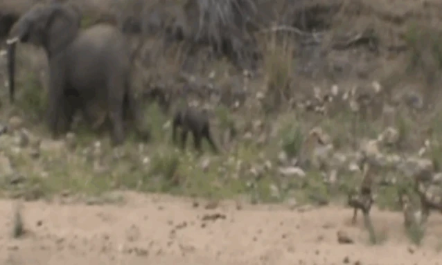 Video: Đàn chó hoang cố chấp săn voi sơ sinh và cái kết