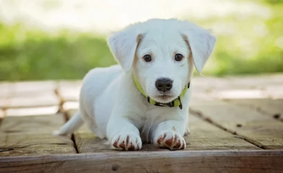 Từ 20 tháng 7 Âm, 3 con giáp phúc lộc đầy tay, tiền về như lũ