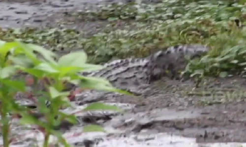 Kinh hoàng cá sấu khổng lồ nuốt chửng đồng loại