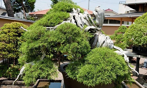 Ngắm “siêu cây cảnh” vô giá, hiếm có