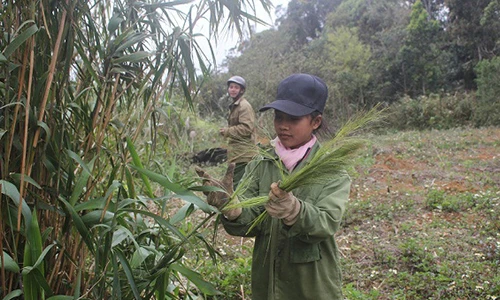 Video: Cuối năm, "chạy đua" với thời gian rủ nhau lên núi hái "lộc trời"