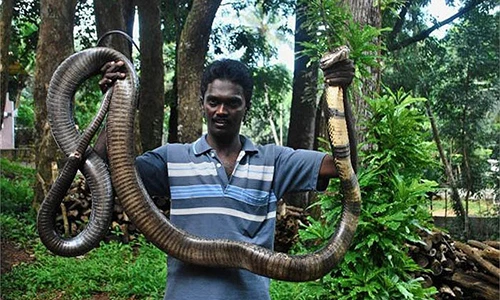 "Dựng tóc gáy" khi ghé thăm vùng đất của bầy rắn hổ chúa khổng lồ