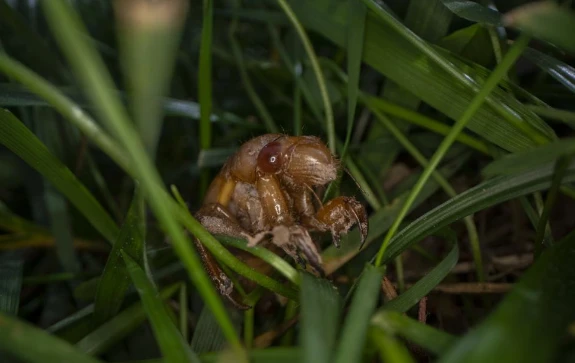 Hàng nghìn tỷ con ve sầu sắp trồi lên sau 17 năm "ngủ vùi"