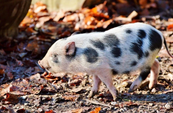 3 con giáp kinh doanh bùng nổ nhất tháng 11, chớ ngại đầu tư