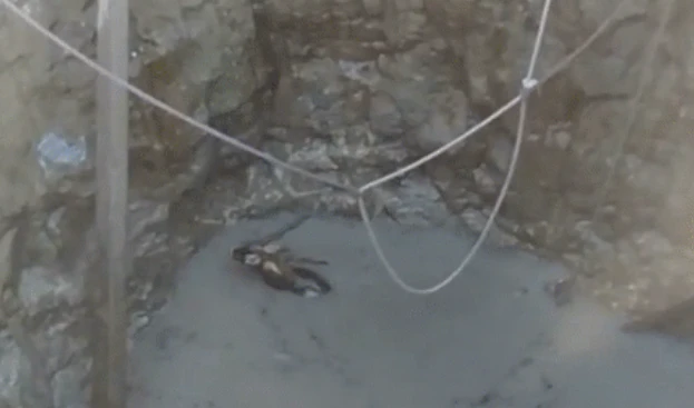 Video: Dân làng giải cứu linh dương khỏi giếng sâu 15m