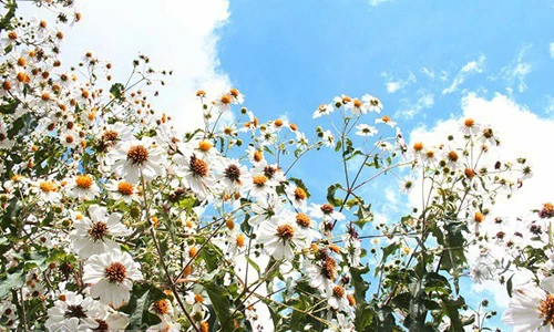 Dã quỳ ra hoa trắng tinh khôi đẹp độc nhất ở xứ sở sương mù