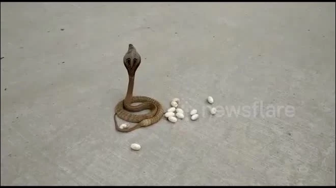 Video rắn hổ mang đẻ trứng giữa phố đông người