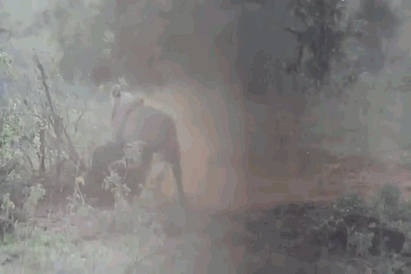 Video: lợn rừng bật dậy quật ngã sư tử để thoát thân và cái kết