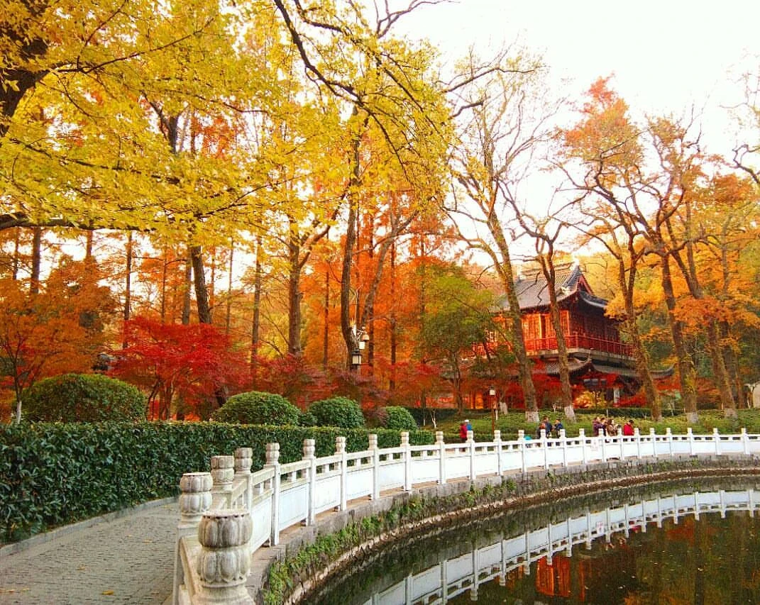 Video: Mê mẩn "lạc" giữa cảnh sắc Trung Quốc mùa lá vàng