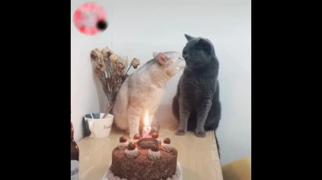 Video "dậy sóng" cộng đồng FA: Đến mèo còn có đôi có cặp