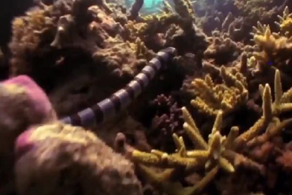 Video: Rắn biển tự 'hạ độc' chính mình trước khi bị đại bàng xé thịt