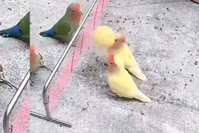 Video: Bầy chim vẹt chơi bóng chuyền điêu luyện