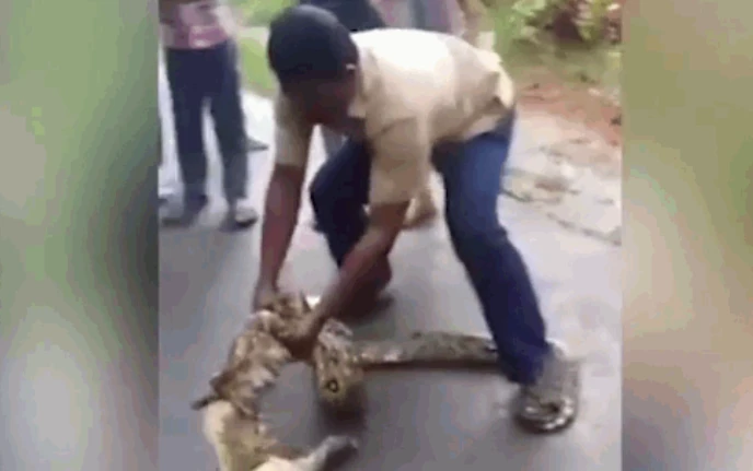 Video: Người đàn ông dùng tay bóp cổ "trăn khủng"