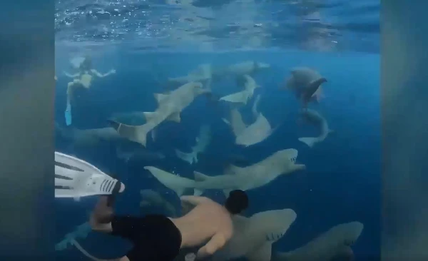 Video: Thợ lặn bơi giữa đàn cá mập không cần bảo hộ