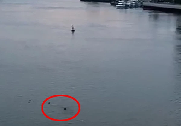 Video: Nam thanh niên để lại xe máy nhảy cầu tự tử