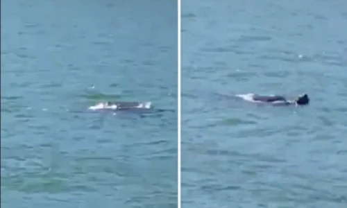 Video: Sinh vật bí ẩn bơi trên sông ở Australia