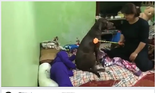 Video: “Nàng cún” lấy thân che bé gái khi bị mẹ đánh gây sốt mạng