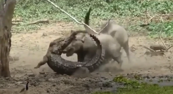 Video: Bầy lợn rừng tử chiến "sát thủ đầm lầy" để bảo vệ đàn con