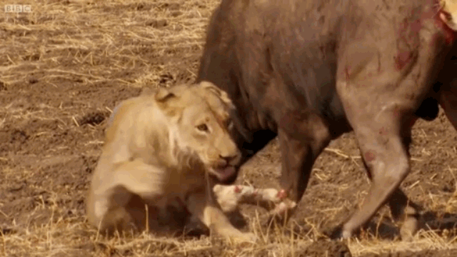 Video: Trâu rừng một mình đại chiến cả đàn sư tử và cái kết