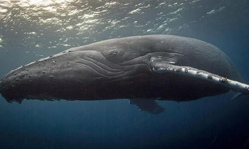 Video: Cá voi xám mẹ bất lực nhìn đàn cá voi sát thủ tách con ra để ăn thịt