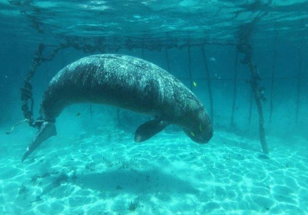 Video: Sự thật đáng sợ được nhóm thợ lặn khám phá dưới đáy đại dương