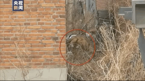 Hổ Siberia xuất hiện giữa thôn làng tấn công người nông dân gây trọng thương - Hình 2 Ho Siberia xuat hien giua thon lang tan cong nguoi nong dan gay trong thuong-Hinh-2