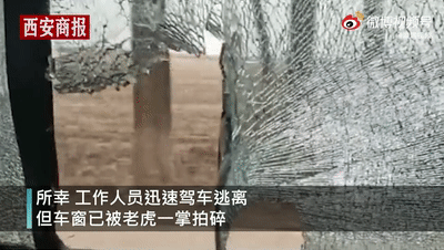 Hổ Siberia xuất hiện giữa thôn làng tấn công người nông dân gây trọng thương - Hình 4 Ho Siberia xuat hien giua thon lang tan cong nguoi nong dan gay trong thuong-Hinh-4