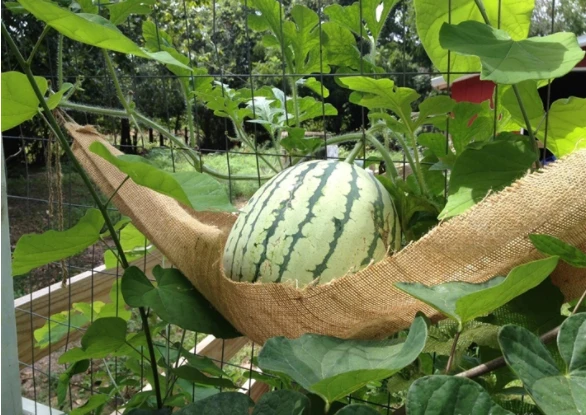 Hóa ra rau củ trong vườn cũng biết "làm trò" ra phết