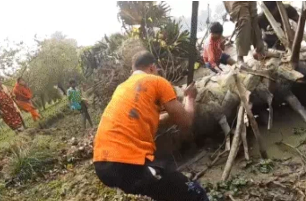 Dân làng hò hét bên cạnh thân cây cọ đổ gần sông, kết quả ra sao?