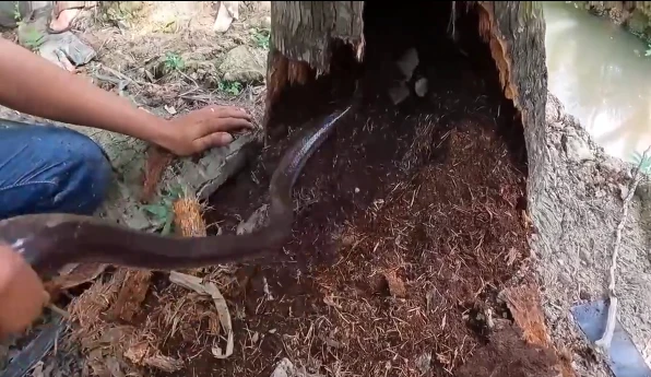 Video: Bắt ổ rắn khủng "bá chủ" bên trong gốc cây dừa mục