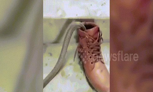 Video: Hoảng hồn phát hiện rắn chui vào giày