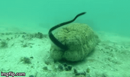 Video: Loài cá kỳ lạ chuyên chui vào cơ thể hải sâm trú ẩn