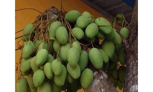 Nhìn ngắm những cây quả “mắn” nhất quả đất chỉ có ở Việt Nam