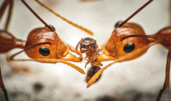 Chiêm ngưỡng loạt ảnh động vật ấn tượng của năm 2020