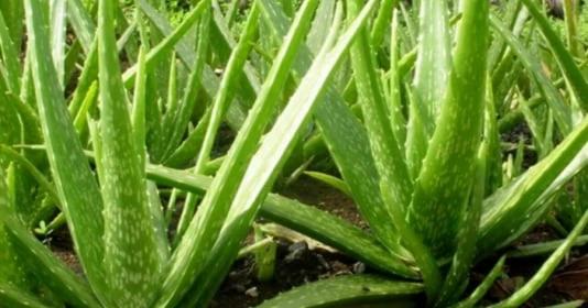 5 loại cây phong thủy đặt ở đâu lộc theo đến đấy