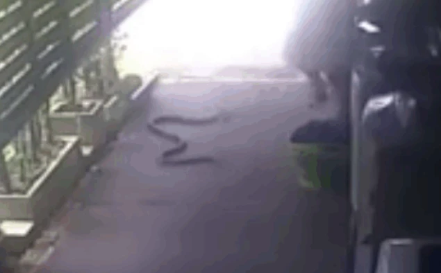 Video: Bị rắn dài 6 mét bò qua chân, người đàn ông hoảng hốt chạy