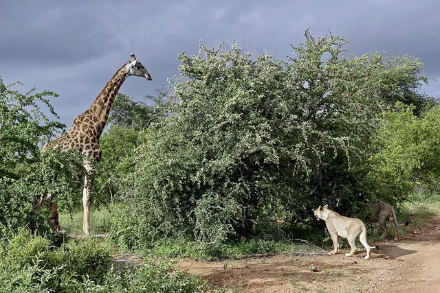 Video : Hươu cao cổ lọt vào vòng vây của sư tử và cái kết