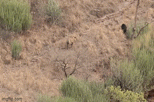 Rợn người trước cảnh nhện độc "mượn" trường học làm nơi xây tổ Ron nguoi truoc canh nhen doc