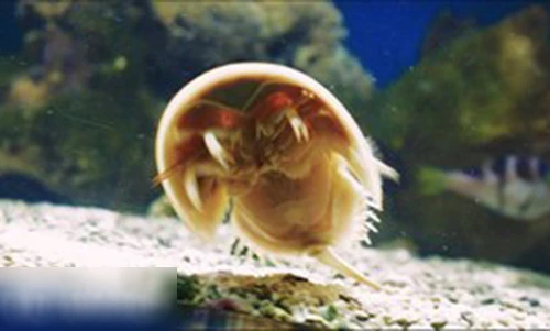 Video: Cua móng ngựa 10 mắt có trên trái đất từ 200 triệu năm trước