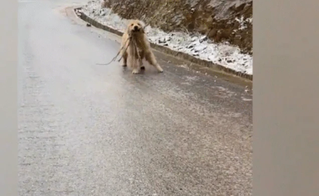 Video: Chó cưng trượt chân lia lịa trên đường đóng băng