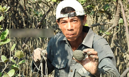 Nghề bắt ngán- đặc sản ăn hoài không chán trên đảo Quan Lạn