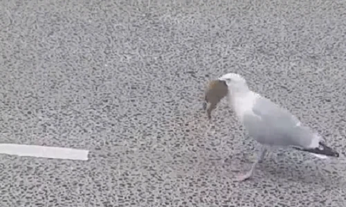 Video: Chim "quái vật" nuốt chửng thỏ trong "hai nốt nhạc"