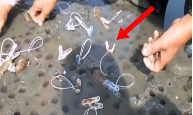 Video: Cách bắt tôm tích cực kỳ sáng tạo của người Nhật Bản