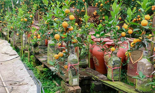 Độc đáo quất bonsai "ẩn mình" trong chai thủy tinh được săn đón