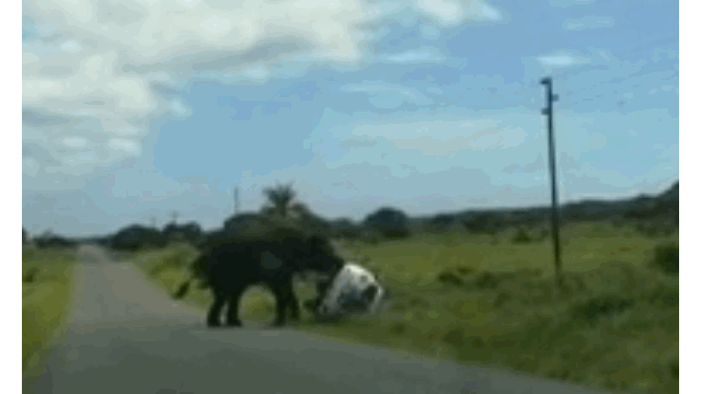 Video: Voi rừng nổi điên, lật ngửa ô tô khiến cả gia đình hoảng sợ
